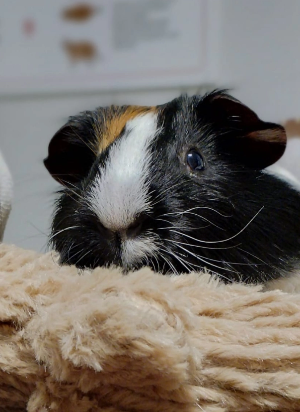 specii-animale-inovet-care