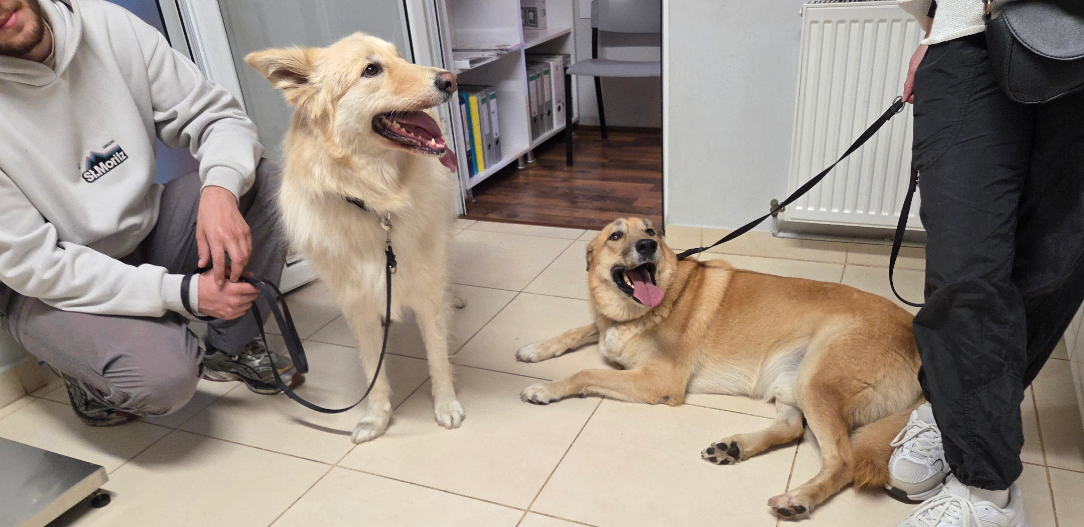 consultatie-inovet-care