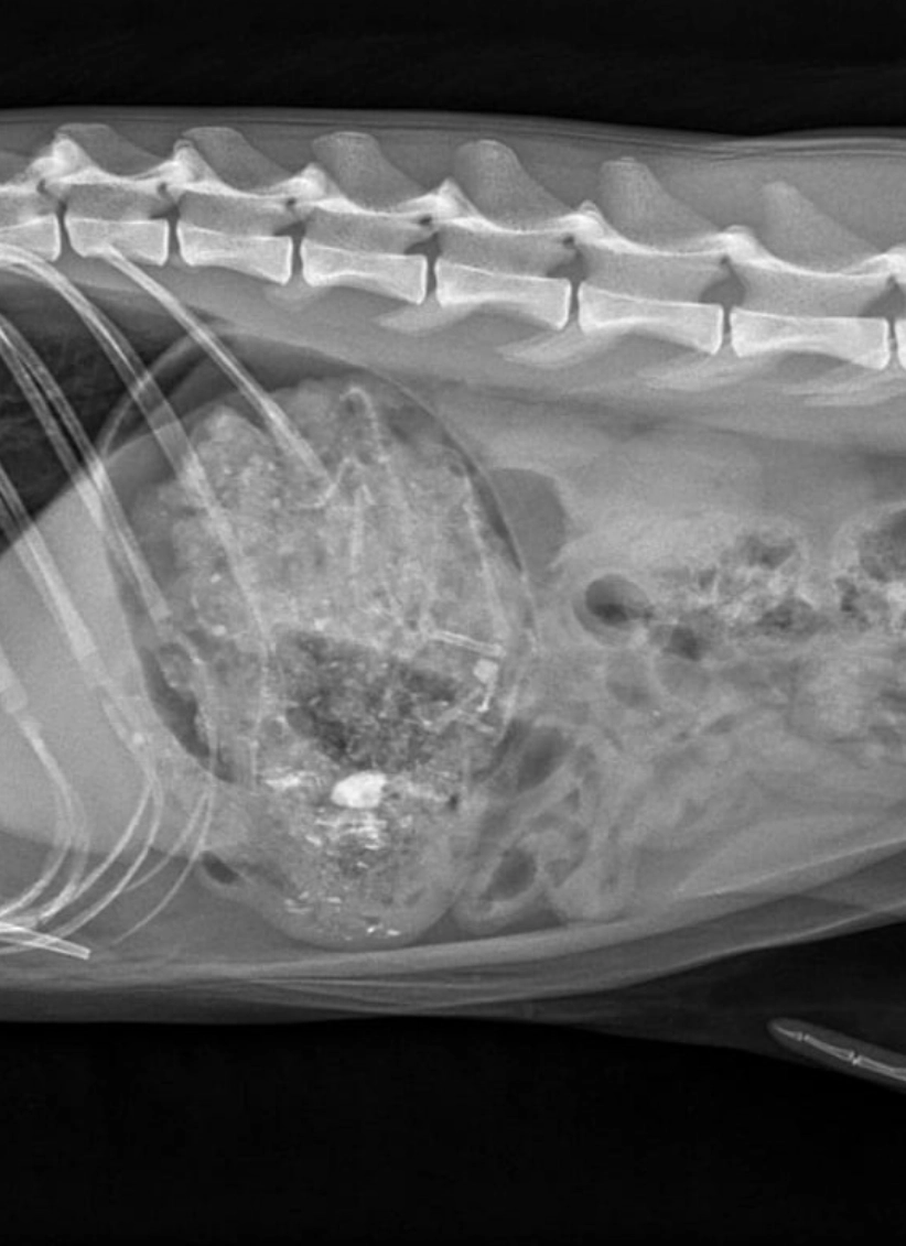 onstructie-gastrica-inovet-care